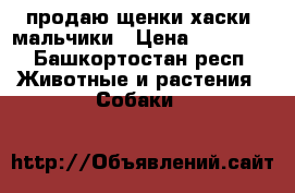 продаю щенки хаски, мальчики › Цена ­ 15 000 - Башкортостан респ. Животные и растения » Собаки   